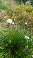 Eriophorum vaginatum