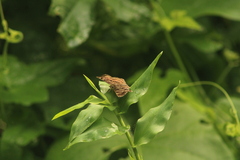 Antigonus funebris
