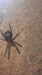 Centroctenus brevipes