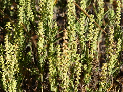 Ambrosia psilostachya