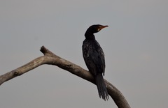 Microcarbo africanus