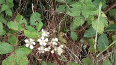 Rubus fruticosus