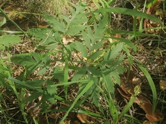 Pleurospermum uralense