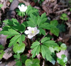 Anemonoides nemorosa