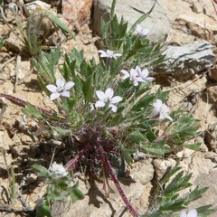 Langloisia setosissima