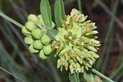 Asclepias obovata
