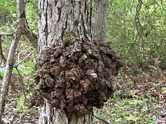 Agrobacterium radiobacter