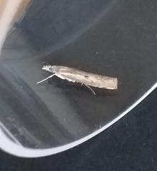 Agriphila geniculea