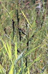 Carex aquatilis