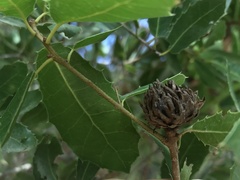 Andricus foecundatrix