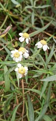 Achillea salicifolia