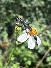 Ammophila procera