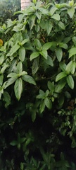 Ficus hispida