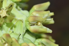 Asclepias obovata