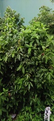 Dipterocarpus