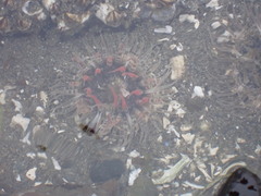 Anthopleura artemisia