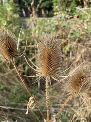 Dipsacus fullonum