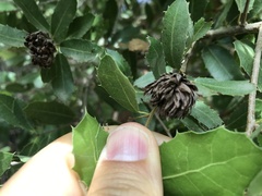 Andricus foecundatrix