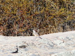 Salpinctes obsoletus