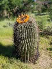 Ferocactus wislizeni