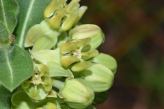 Asclepias obovata