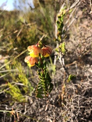 Hermannia concinnifolia