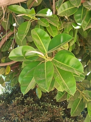 Ficus elastica