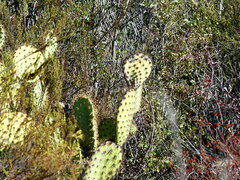 Opuntia oricola