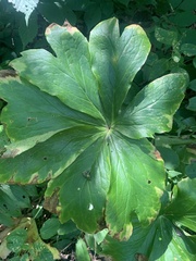 Podophyllum peltatum