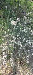 Eriocephalus