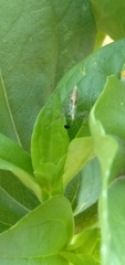 Zelus renardii