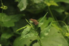 Antigonus funebris