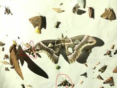 Phoenicoprocta hampsonii