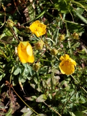 Potentilla gracilis