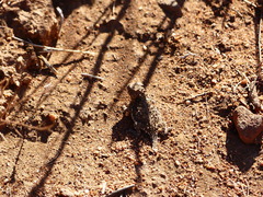 Phrynosoma blainvillii