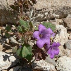 Phacelia pulchella