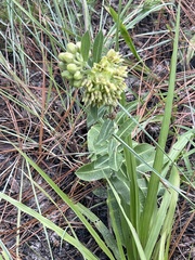Asclepias obovata