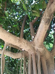 Ficus elastica