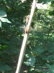 Promachus rufipes