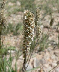 Plantago ovata