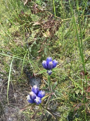 Gentiana linearis