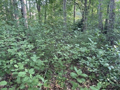 Rhamnaceae
