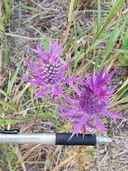 Eryngium leavenworthii