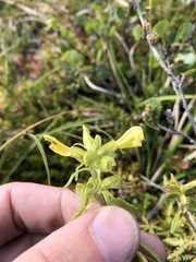 Pedicularis labradorica sulphurea