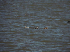 Callonetta leucophrys