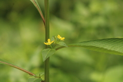 Ludwigia octovalvis