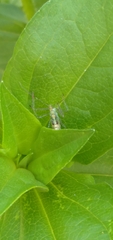 Zelus renardii