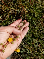 Potentilla gracilis