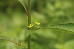 Ludwigia octovalvis