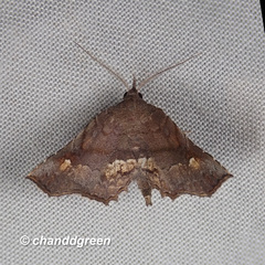 Throana pectinifer